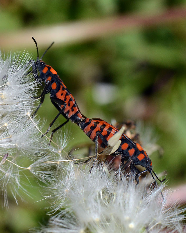 Lygaidae: Spilostethus saxatilis dell''Abruzzo